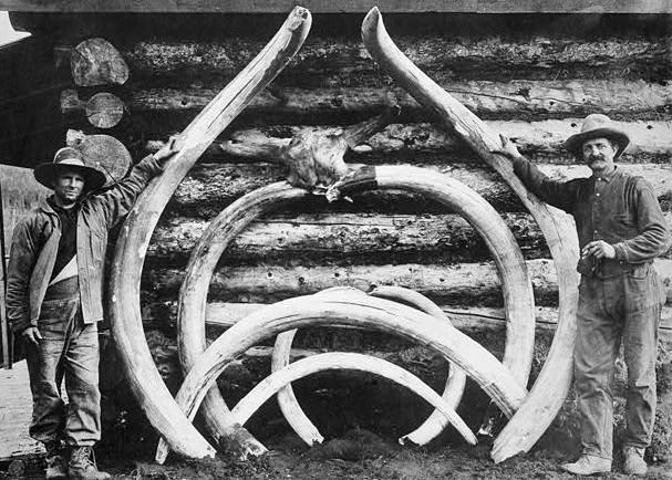 Men standing with bones of a mastodon, which were likely hunted to extinction by humans in North America over 10,000 years ago (Library of Congress)
