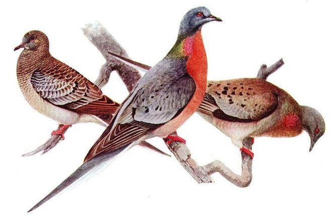 Another victim of the Anthropocene: the passenger pigeon (Louis Agassiz Fuertes, c.1910-1914)